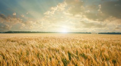stockfresh_id444455_wheat-field-on-sunset_sizeL_074a4a